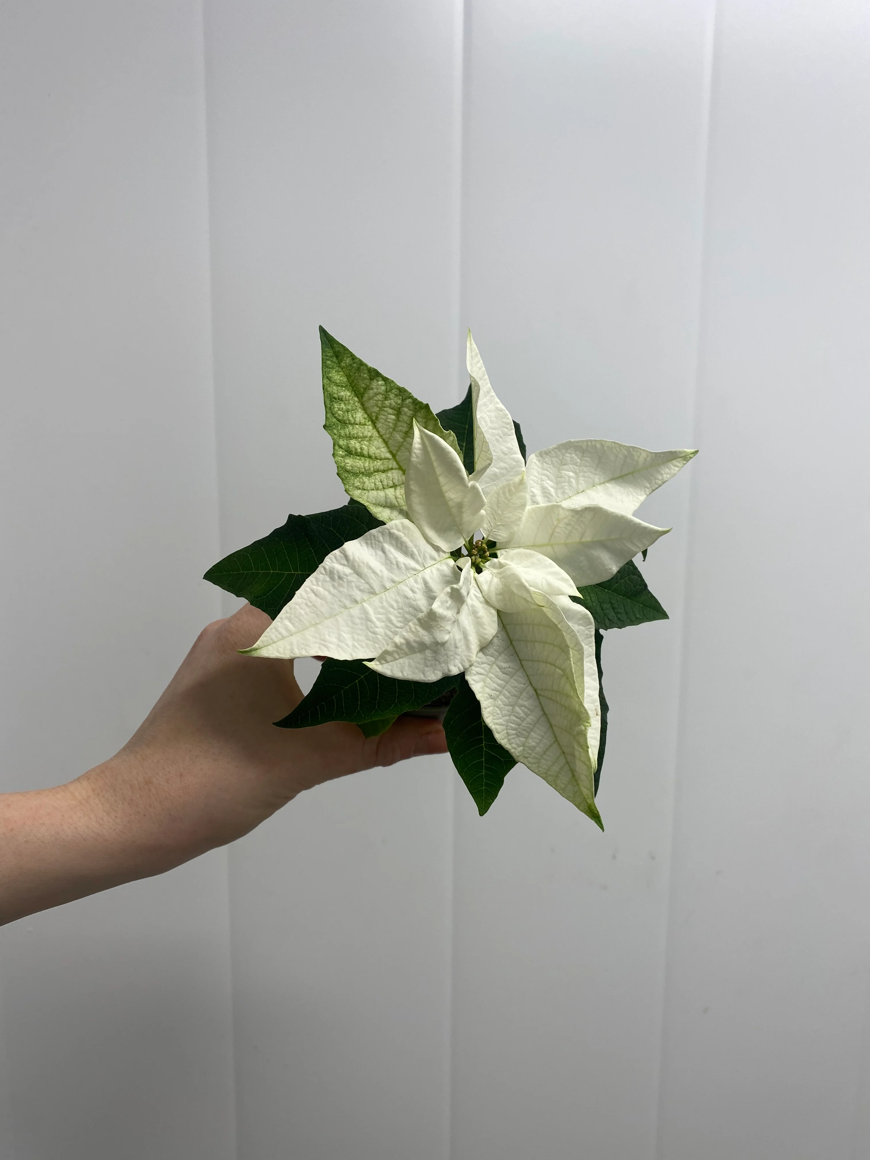 Hvit mini julestjerne