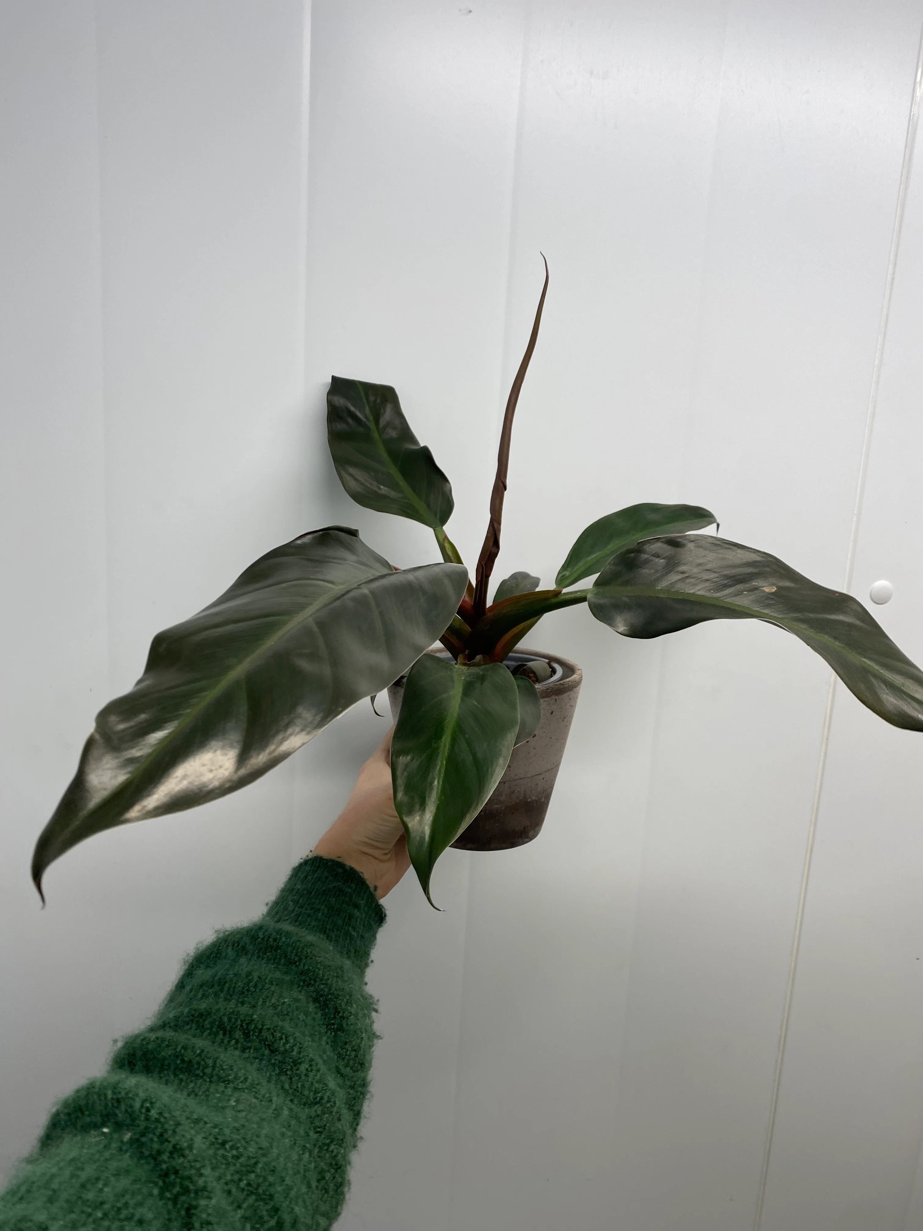 Philondendron rojo🐸