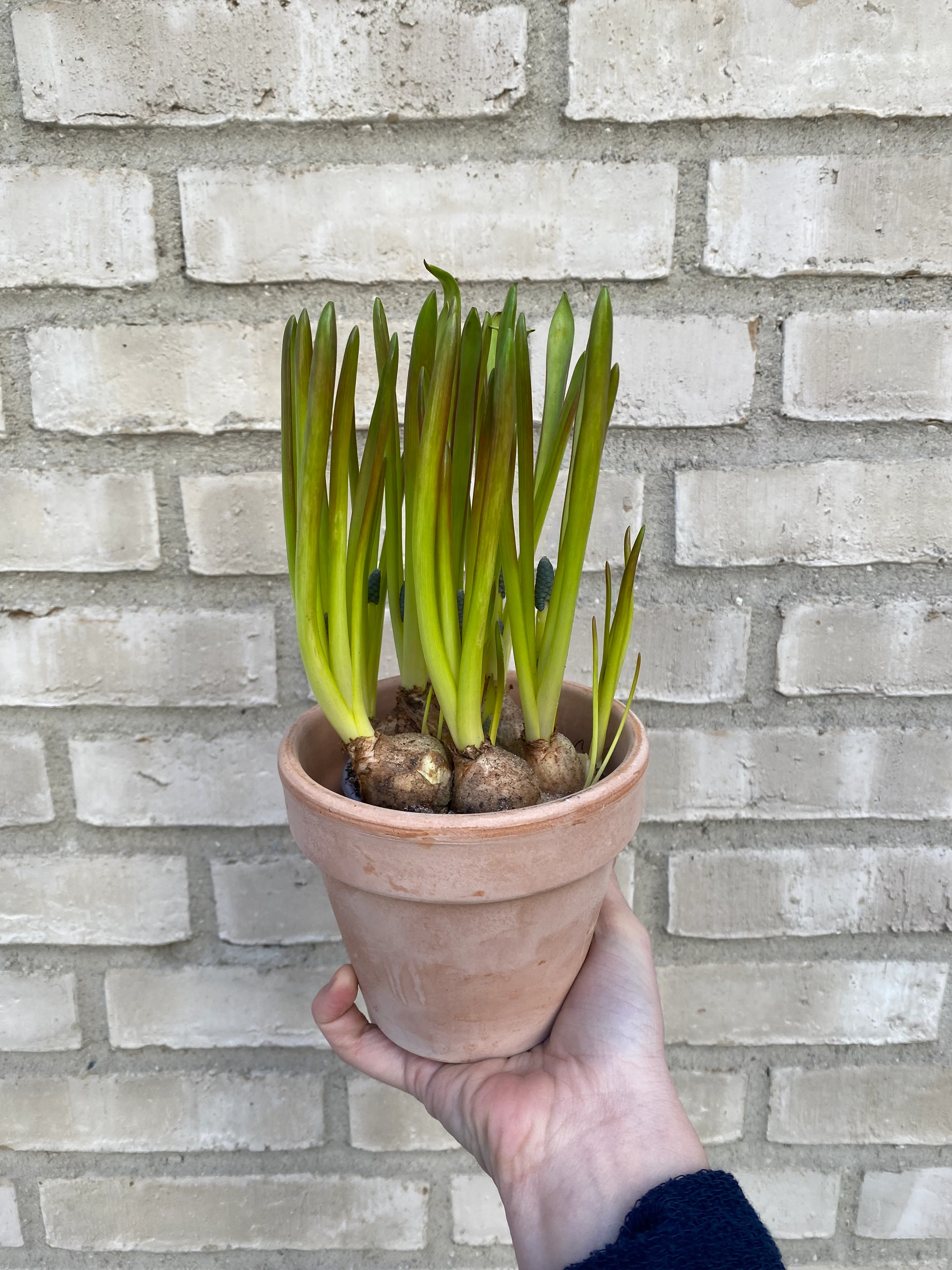 Perleblomst i løk🫐