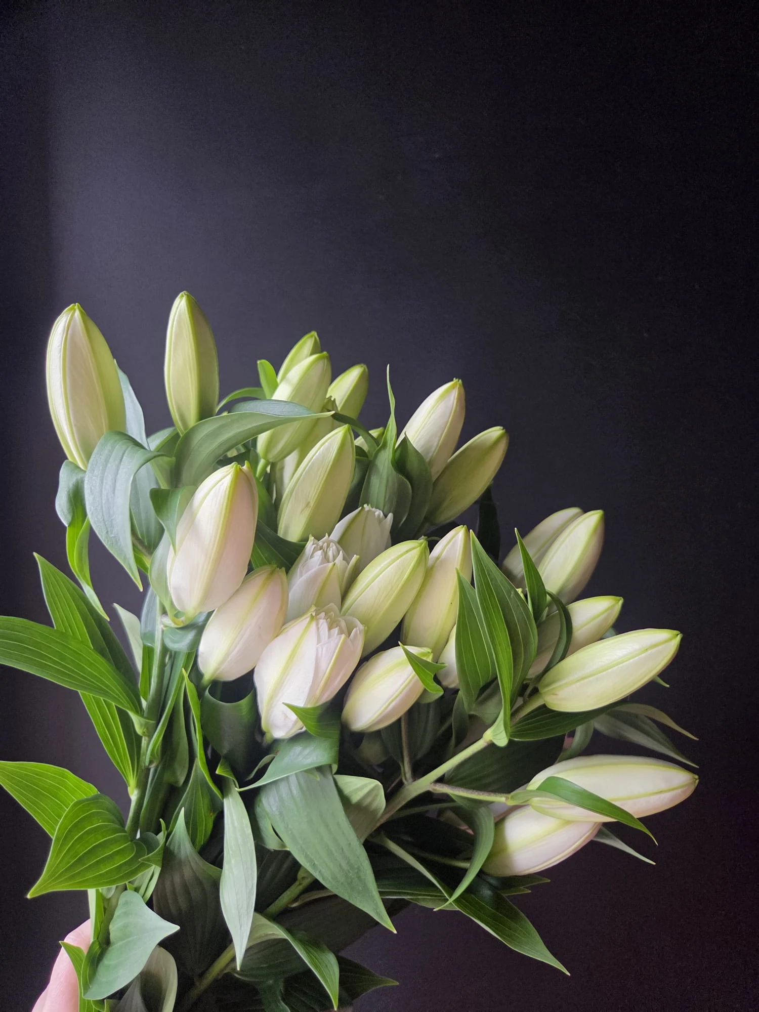 Orientalske liljer ⚜️