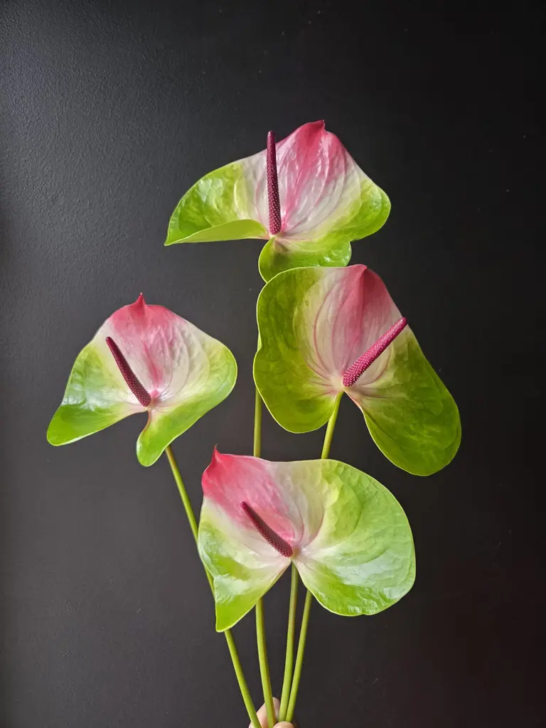 Anthurium Flamingoblomst🦩