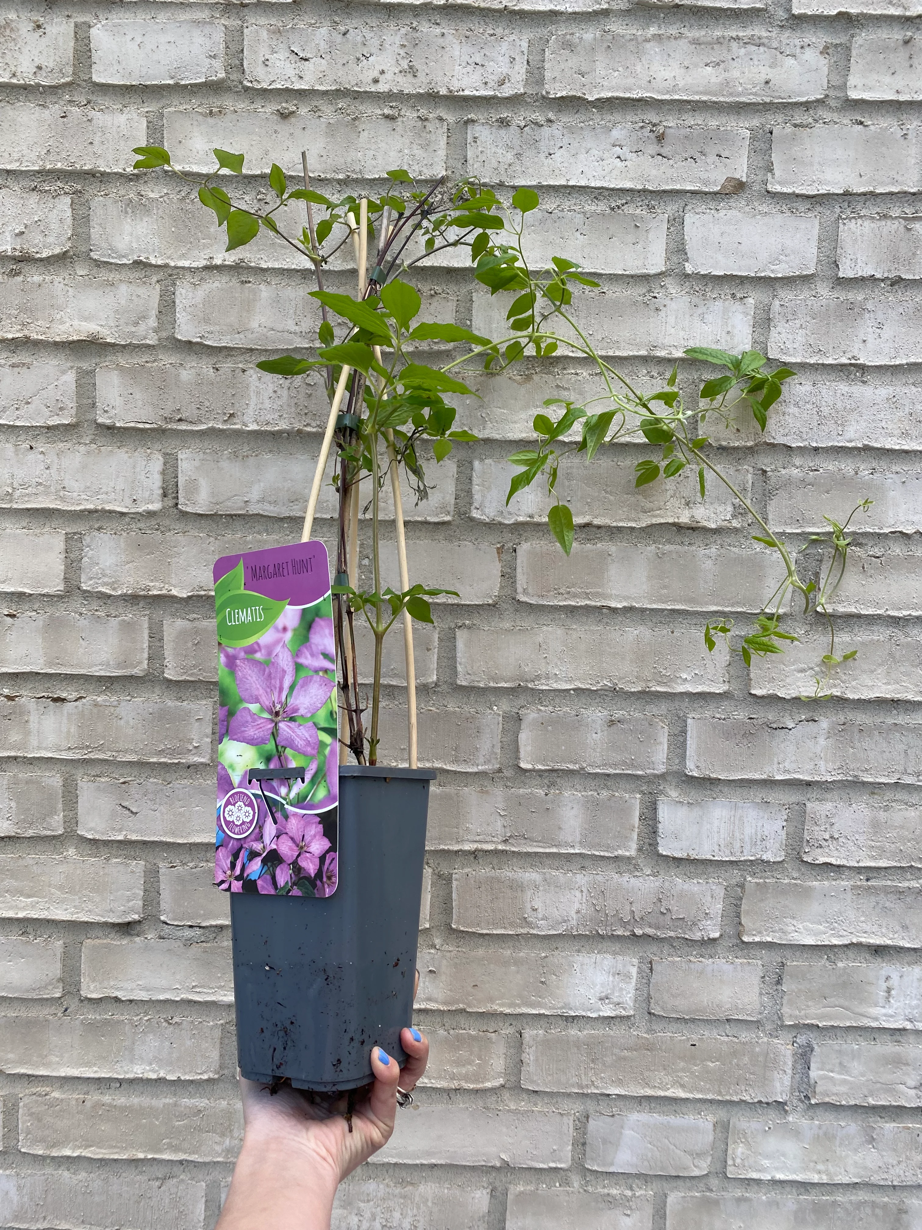 Clematis klatreplante