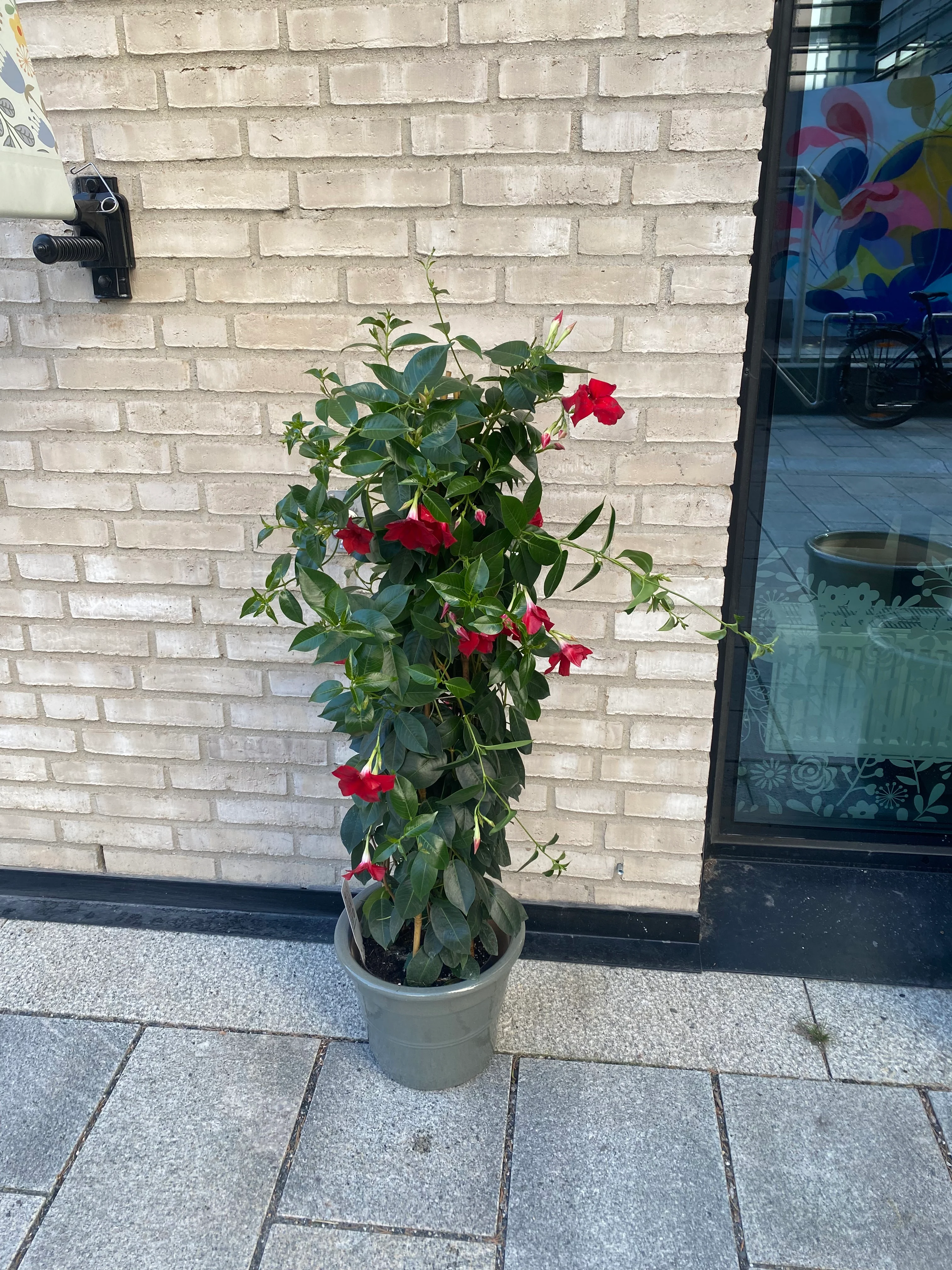 Ynde Mandevilla ❤️