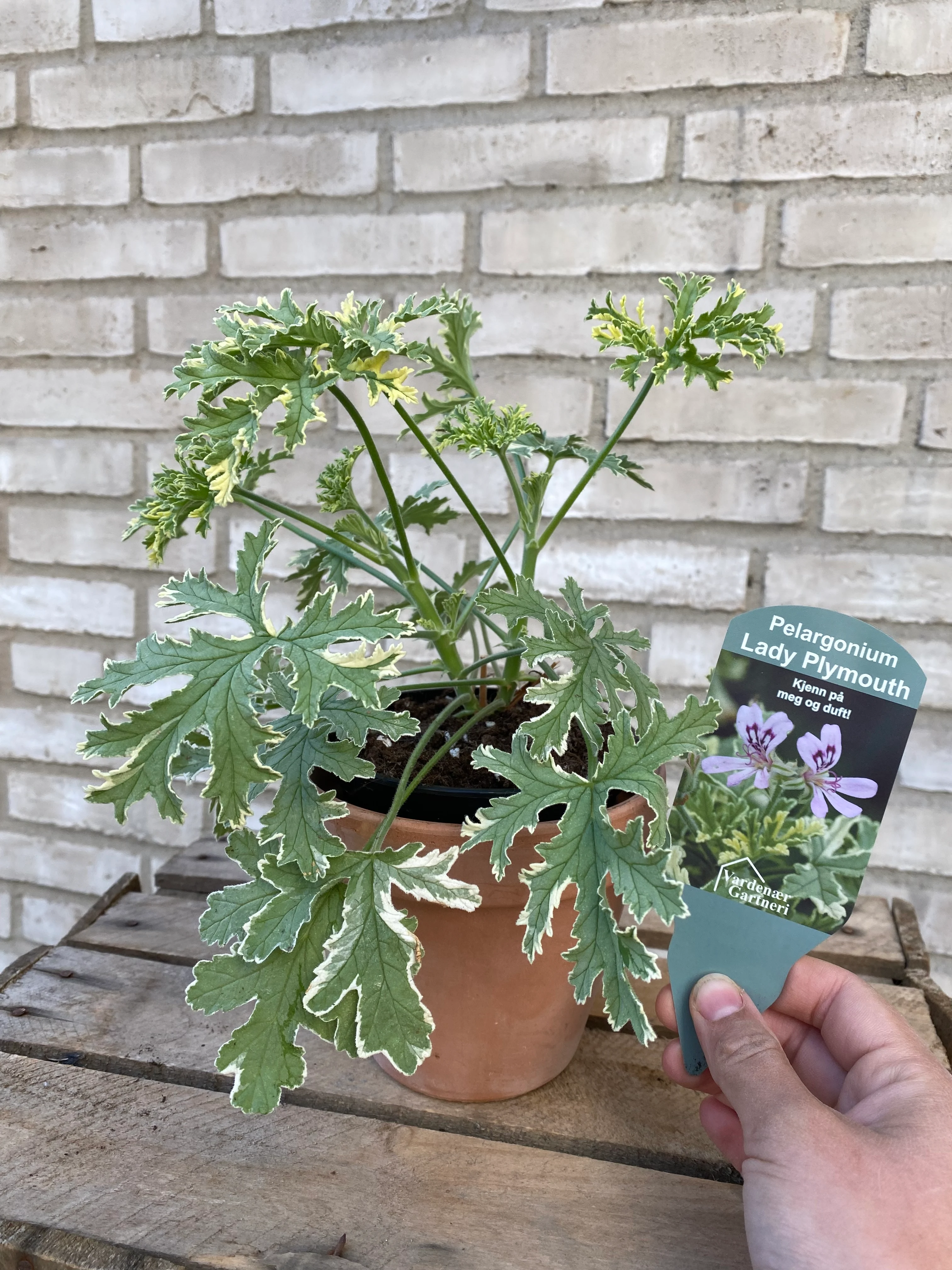 Duftpelargonia ‘Lady Plymouth’