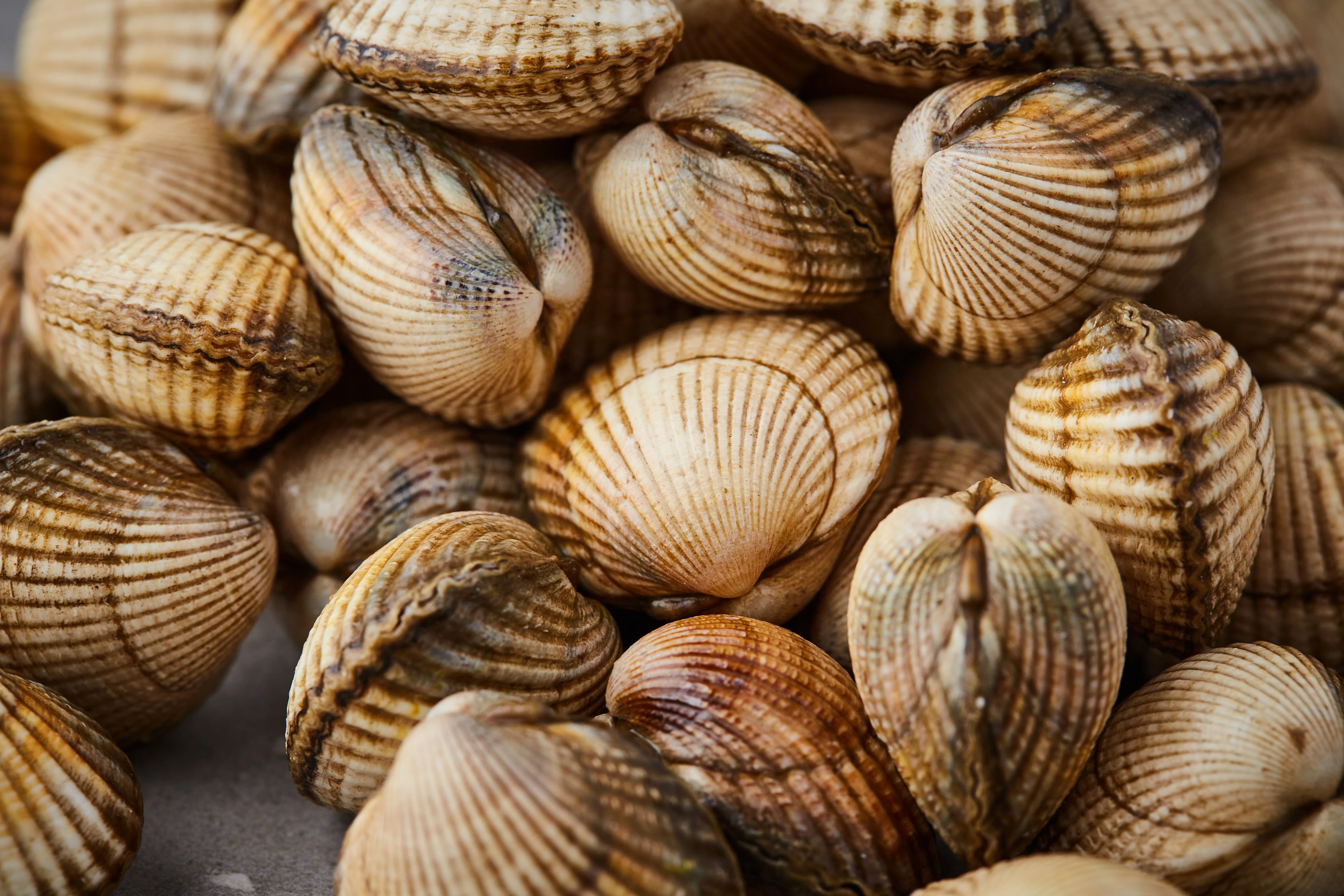 Vongole