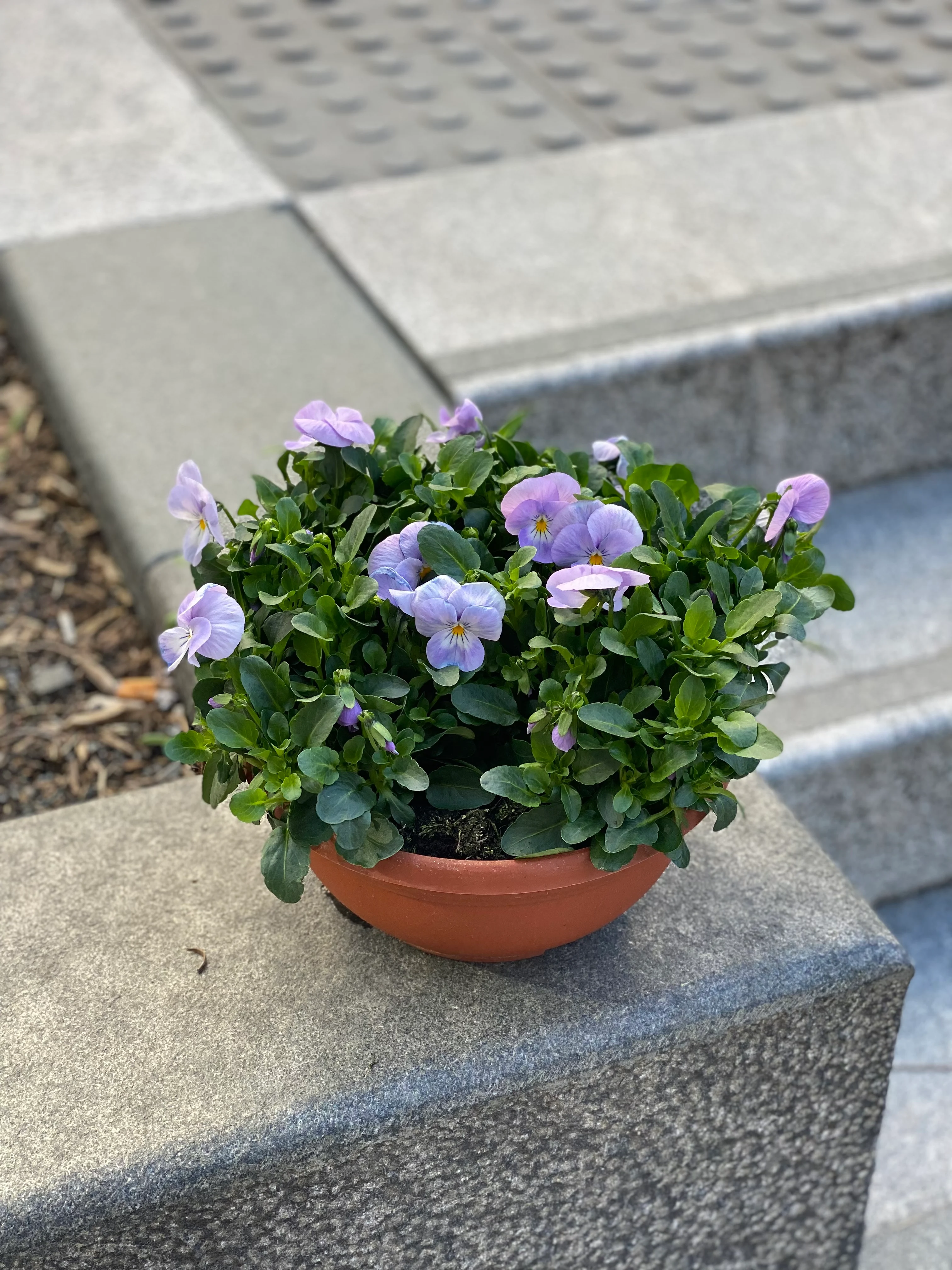 Stemorsblomst i potte