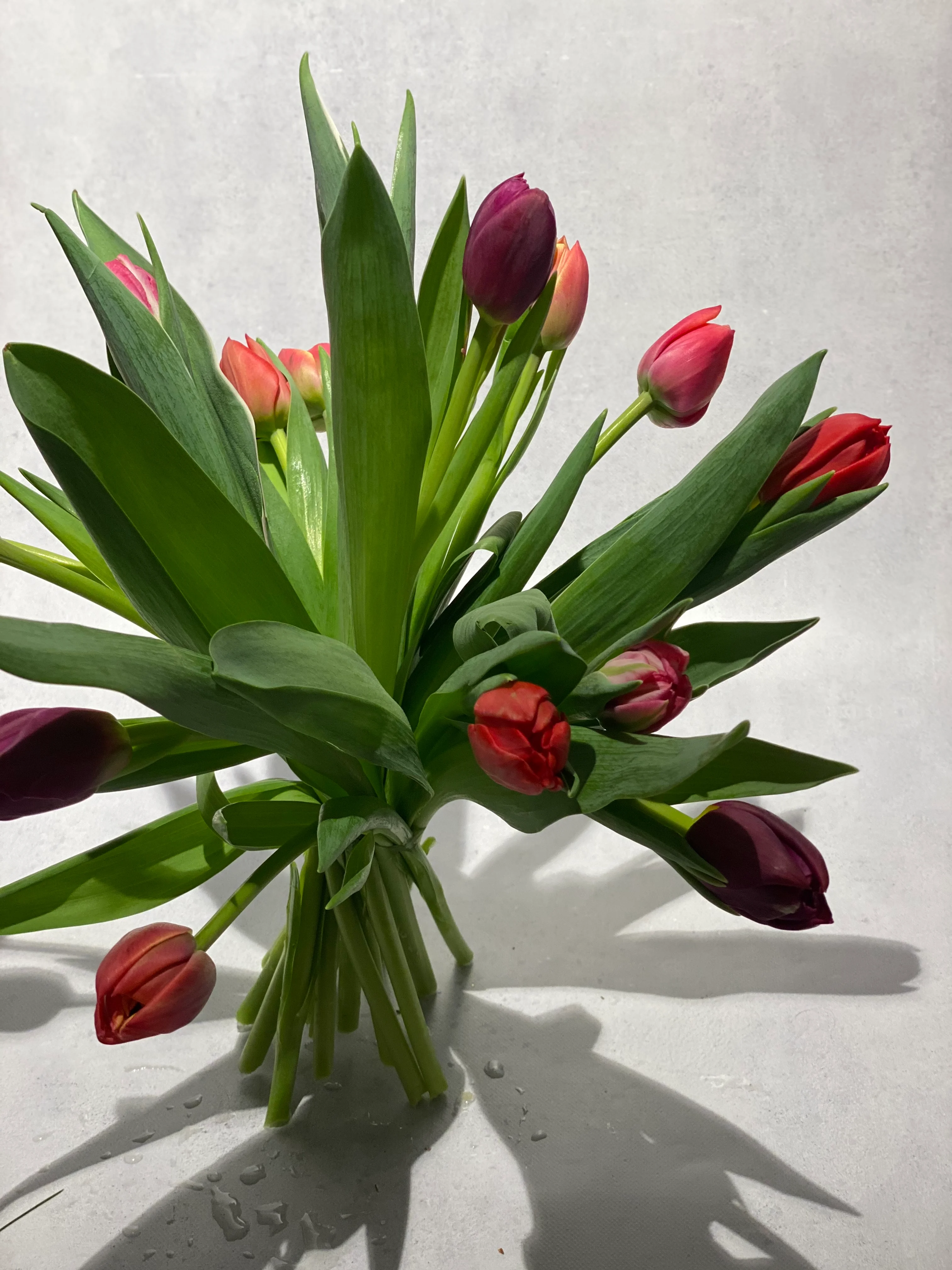 Tulipaner klassiske💐