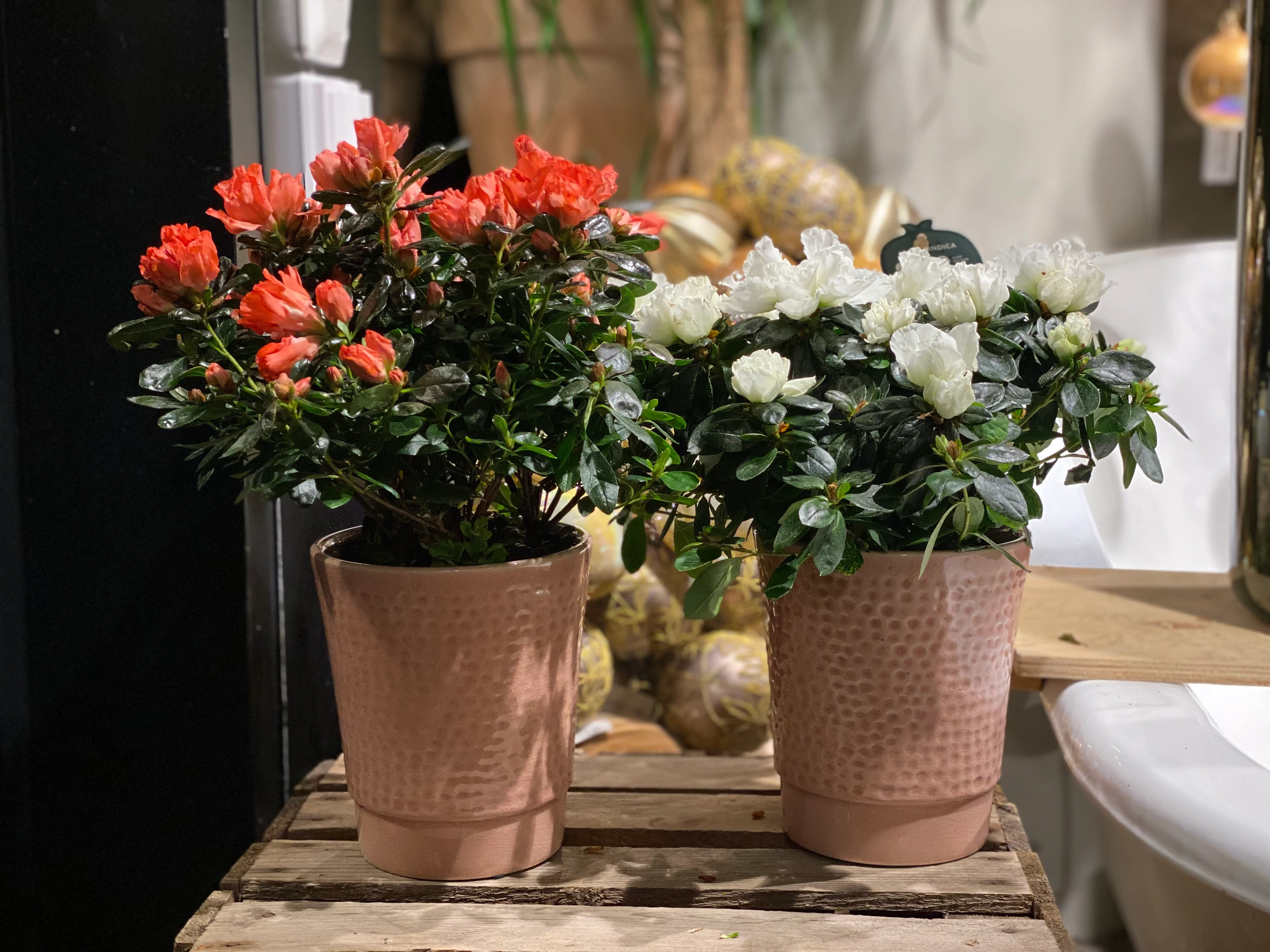 Azaleaplante 🌱🎅