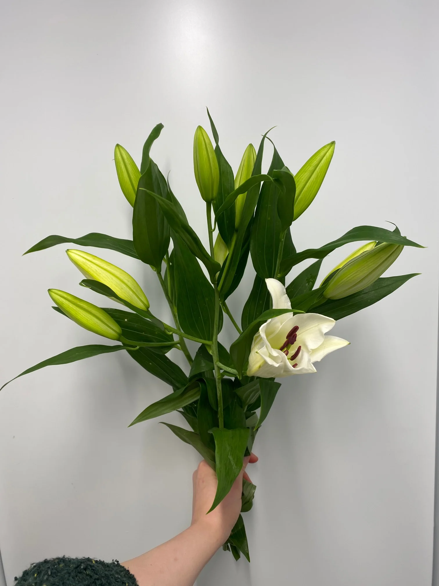 Orientalske liljer ⚜️