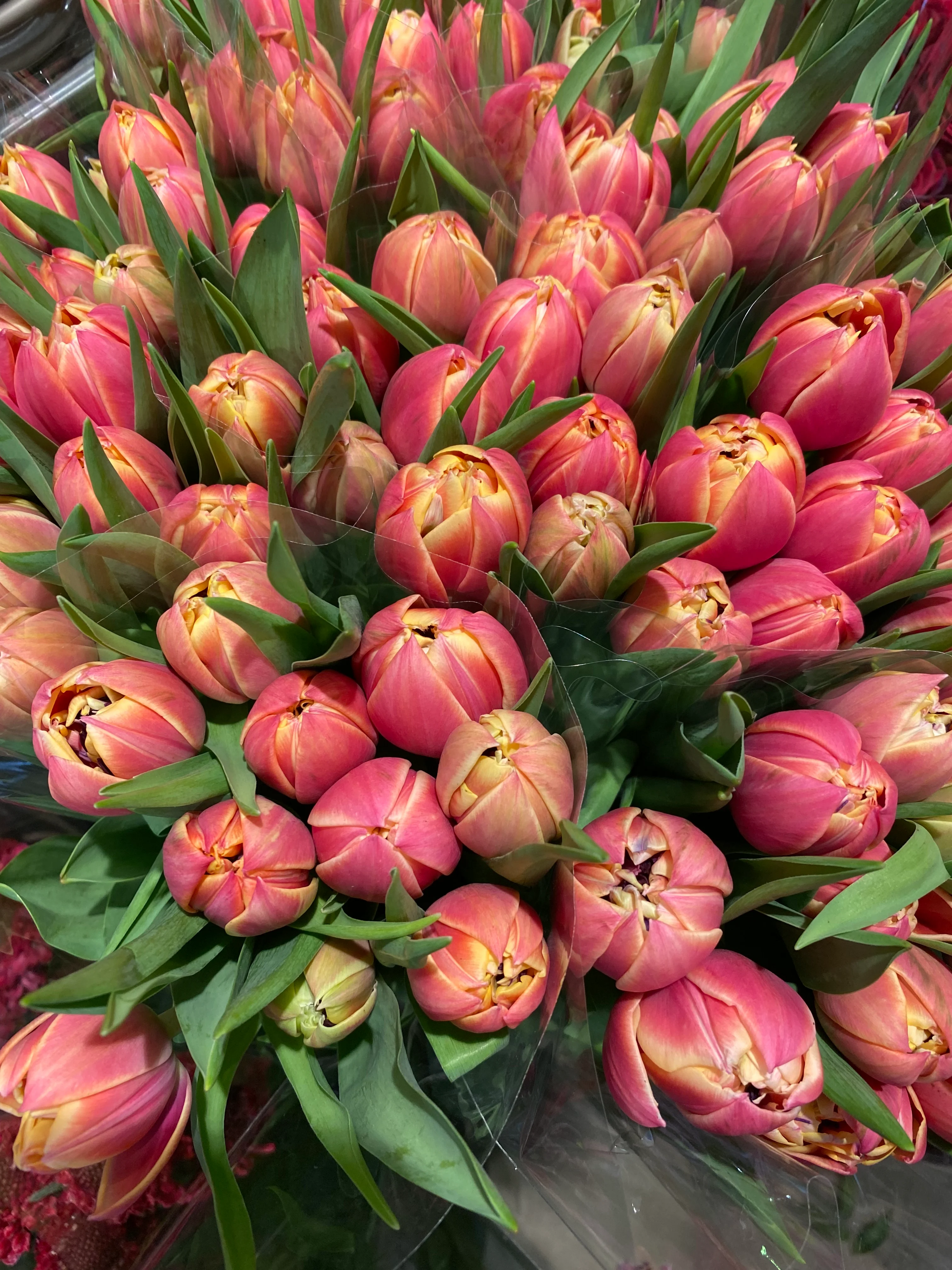 Doble tulipaner 🌷