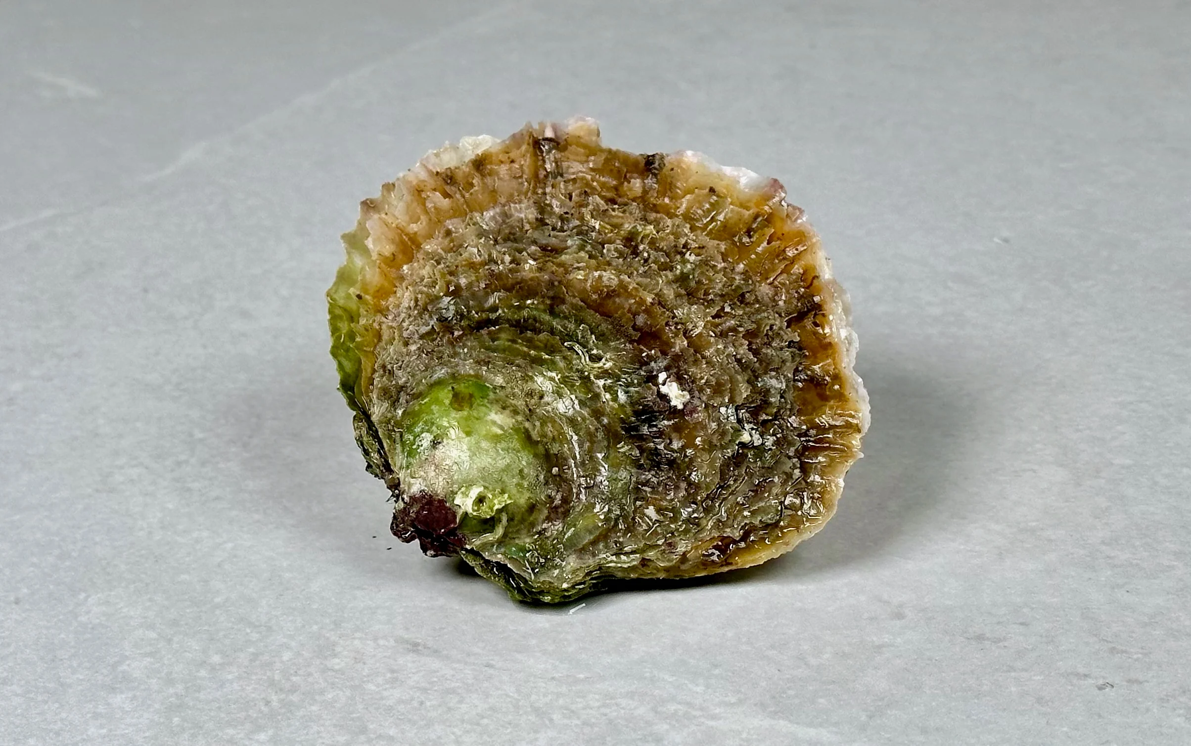 Østers, norske flatøsters