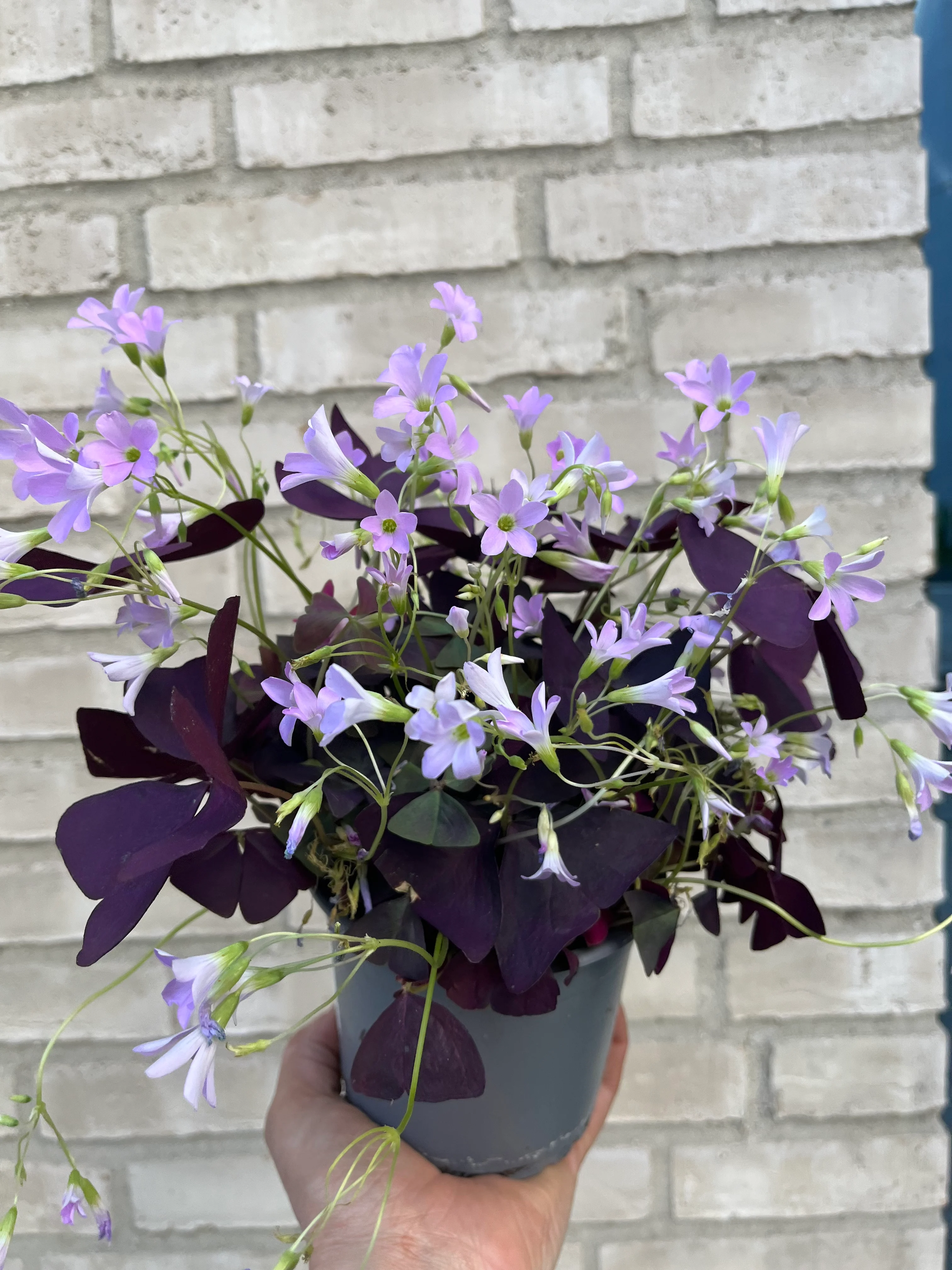 Oxalis "Lykkekløver"