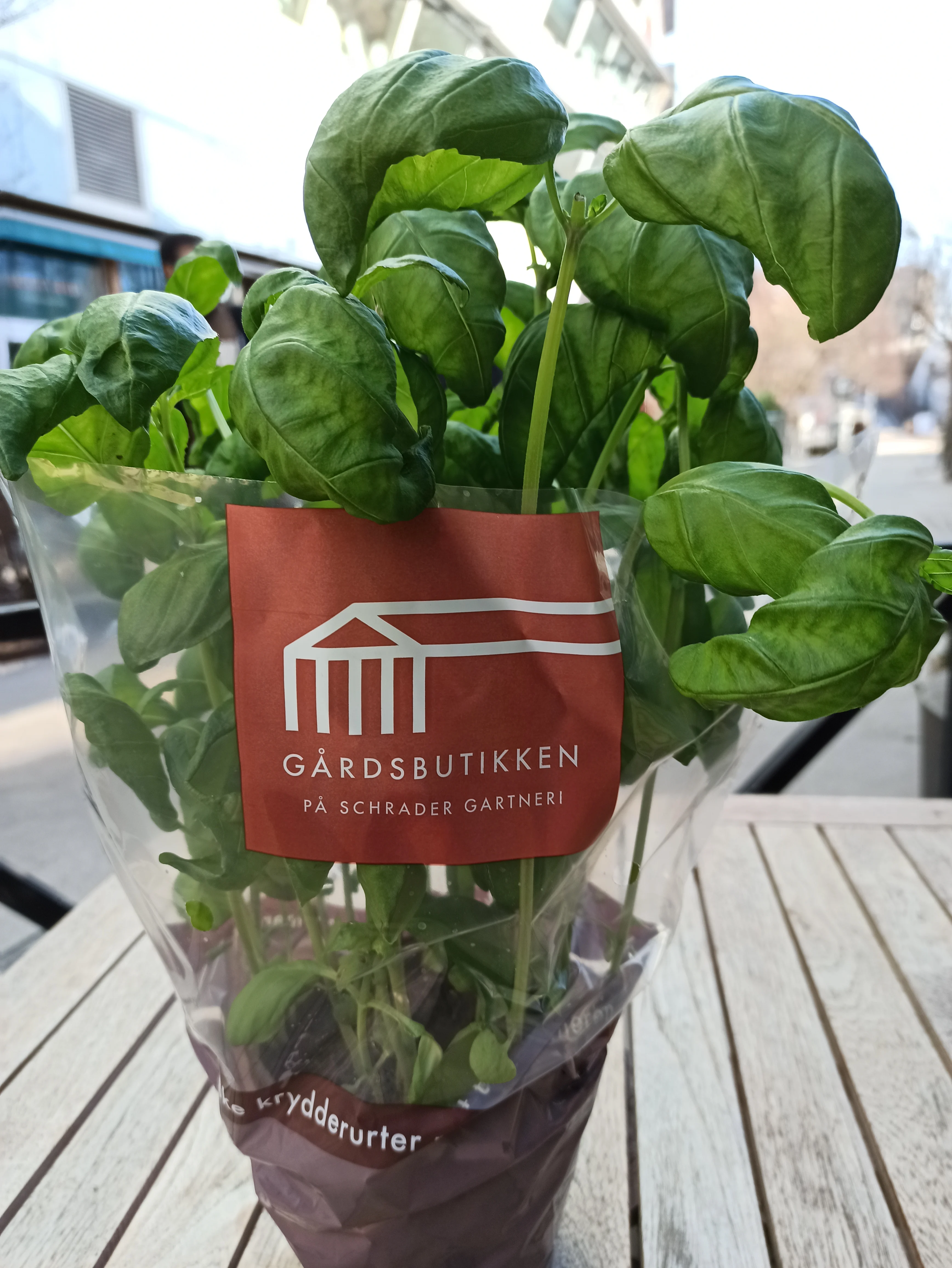 Basilikum store potte