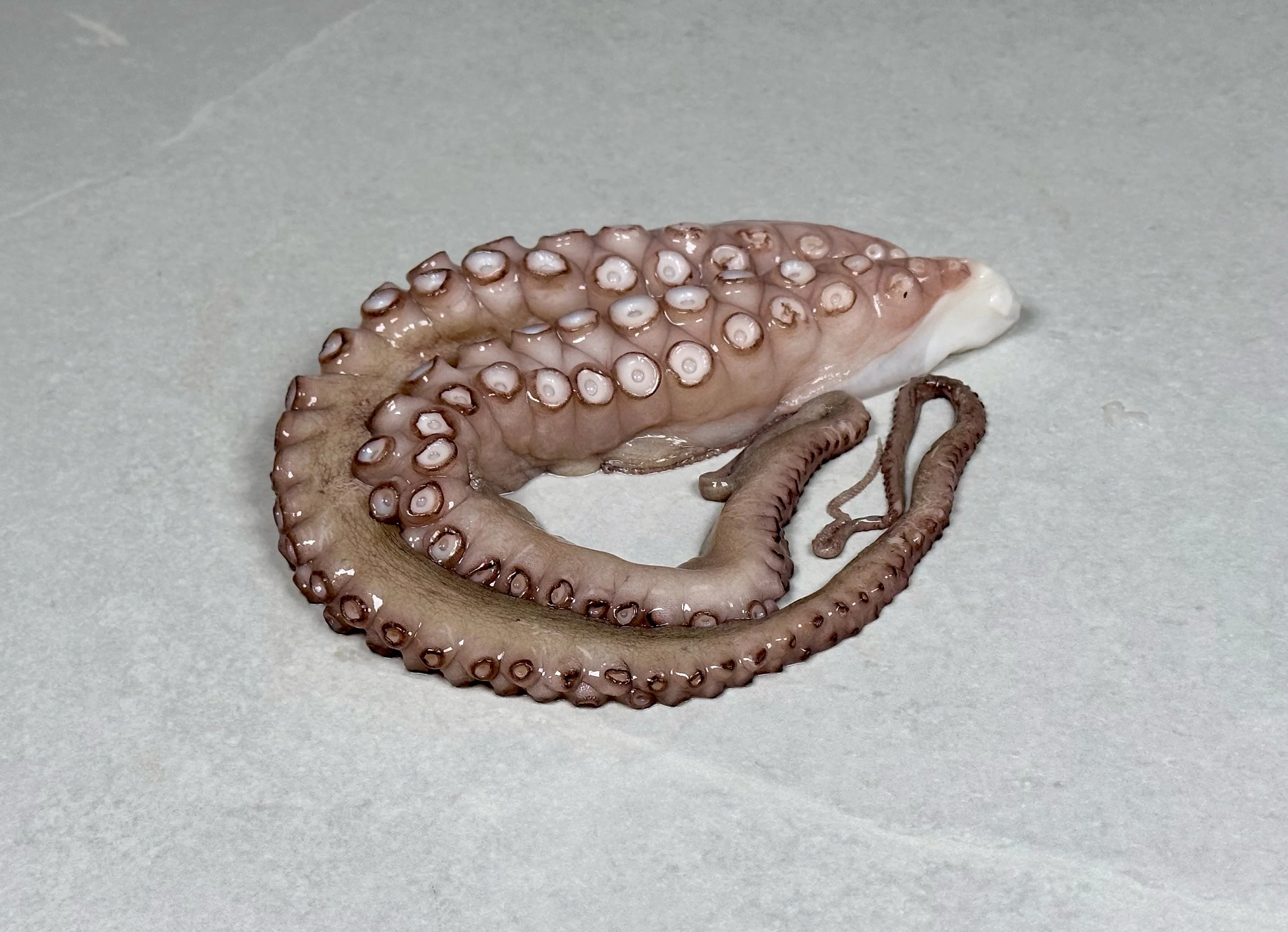 Blekksprut, rå  (Octopus raw)