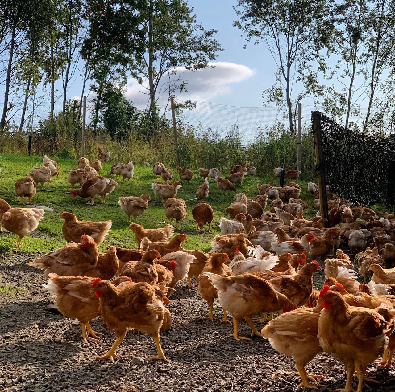 Kapun fra Hovelsrud Gård