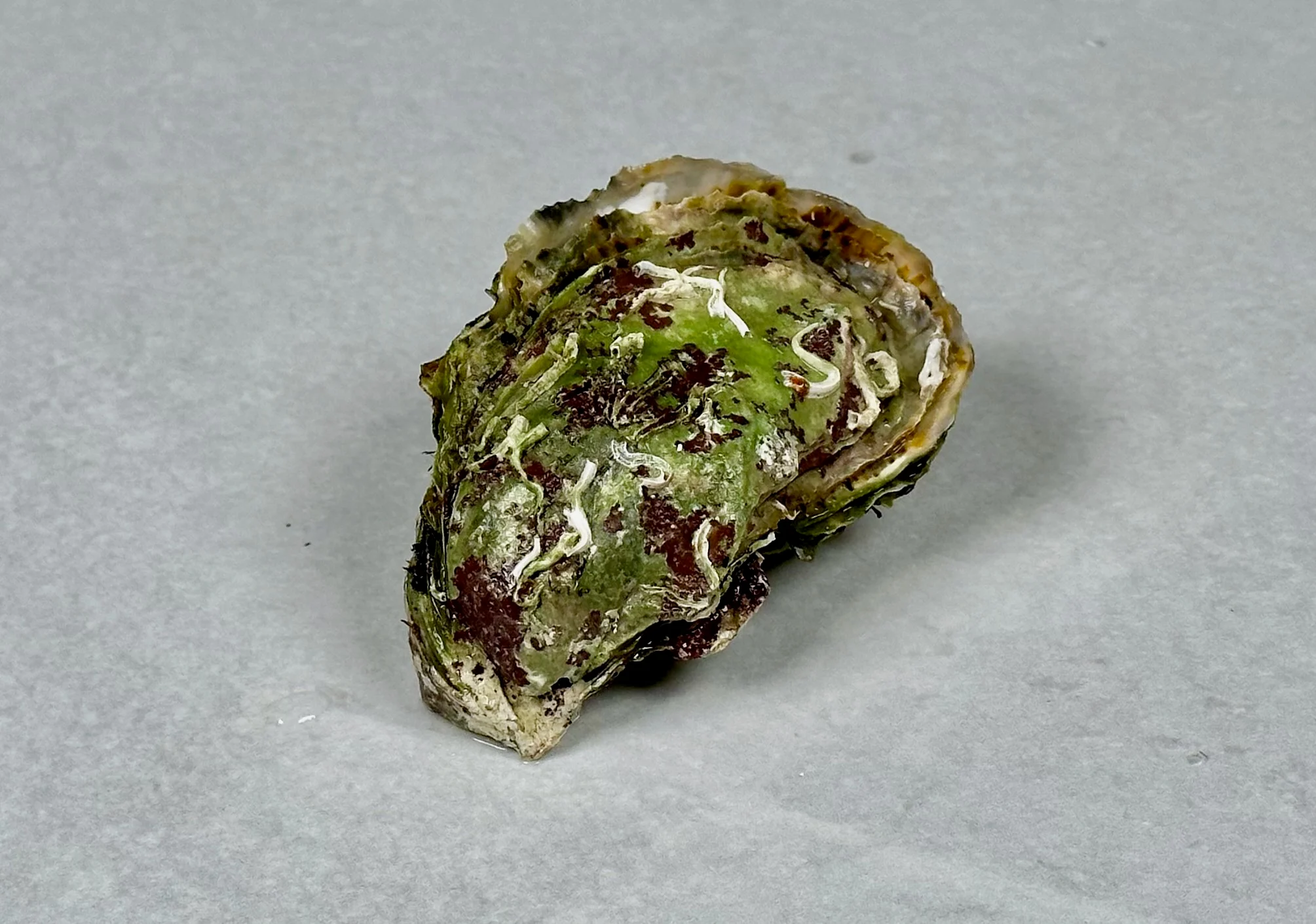 Østers, norske stillehavsøsters