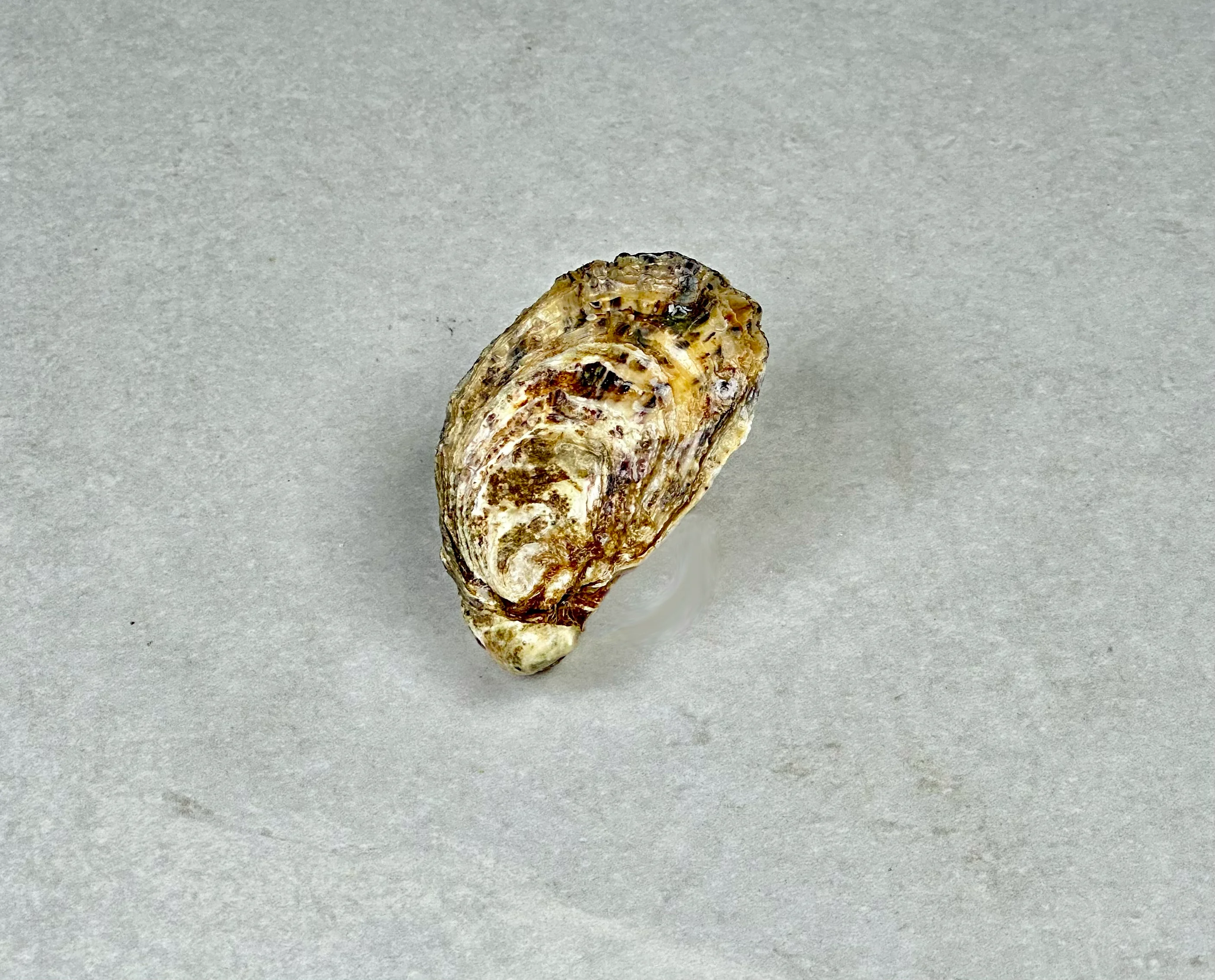 Østers, BB Boudeuse