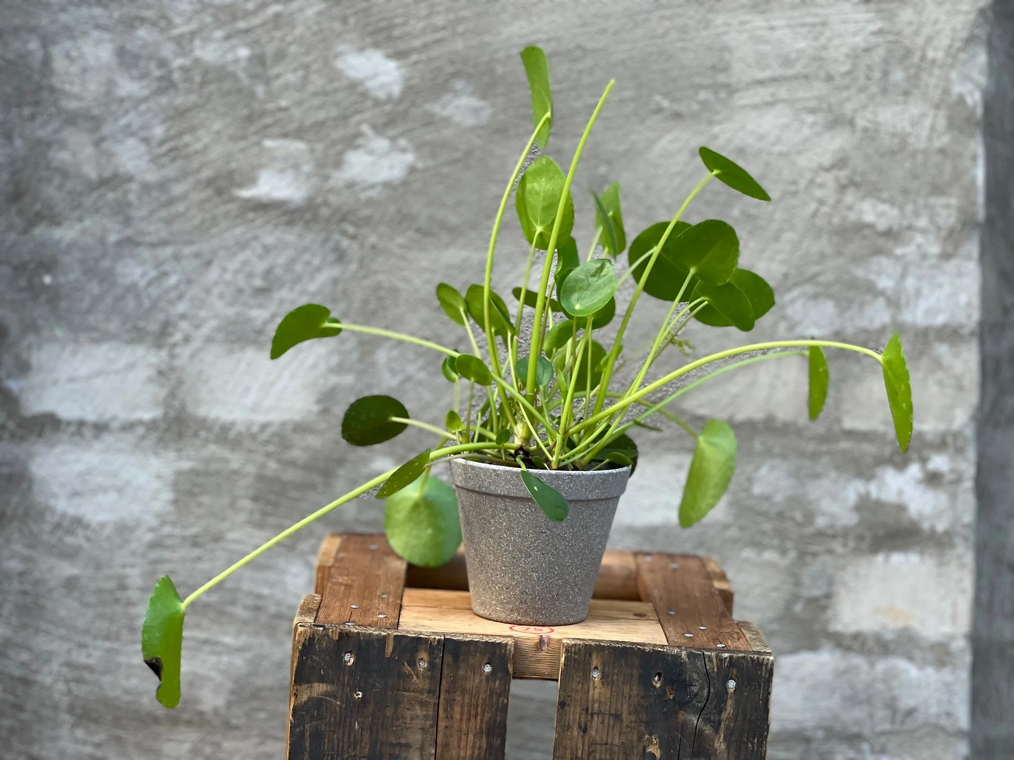 Elefantøreplante🐘🌱Pilea