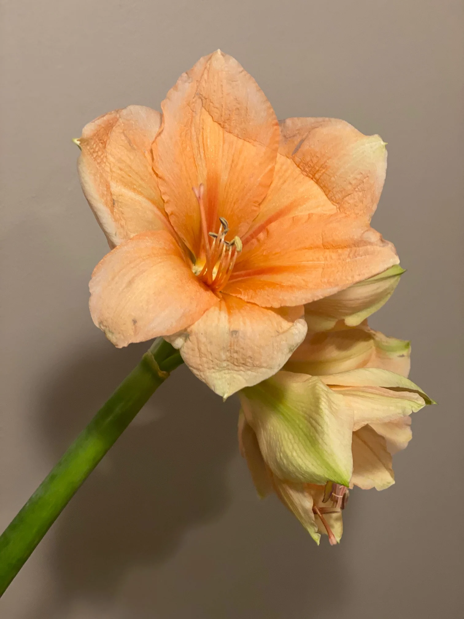 Amaryllis, avskåret🌺