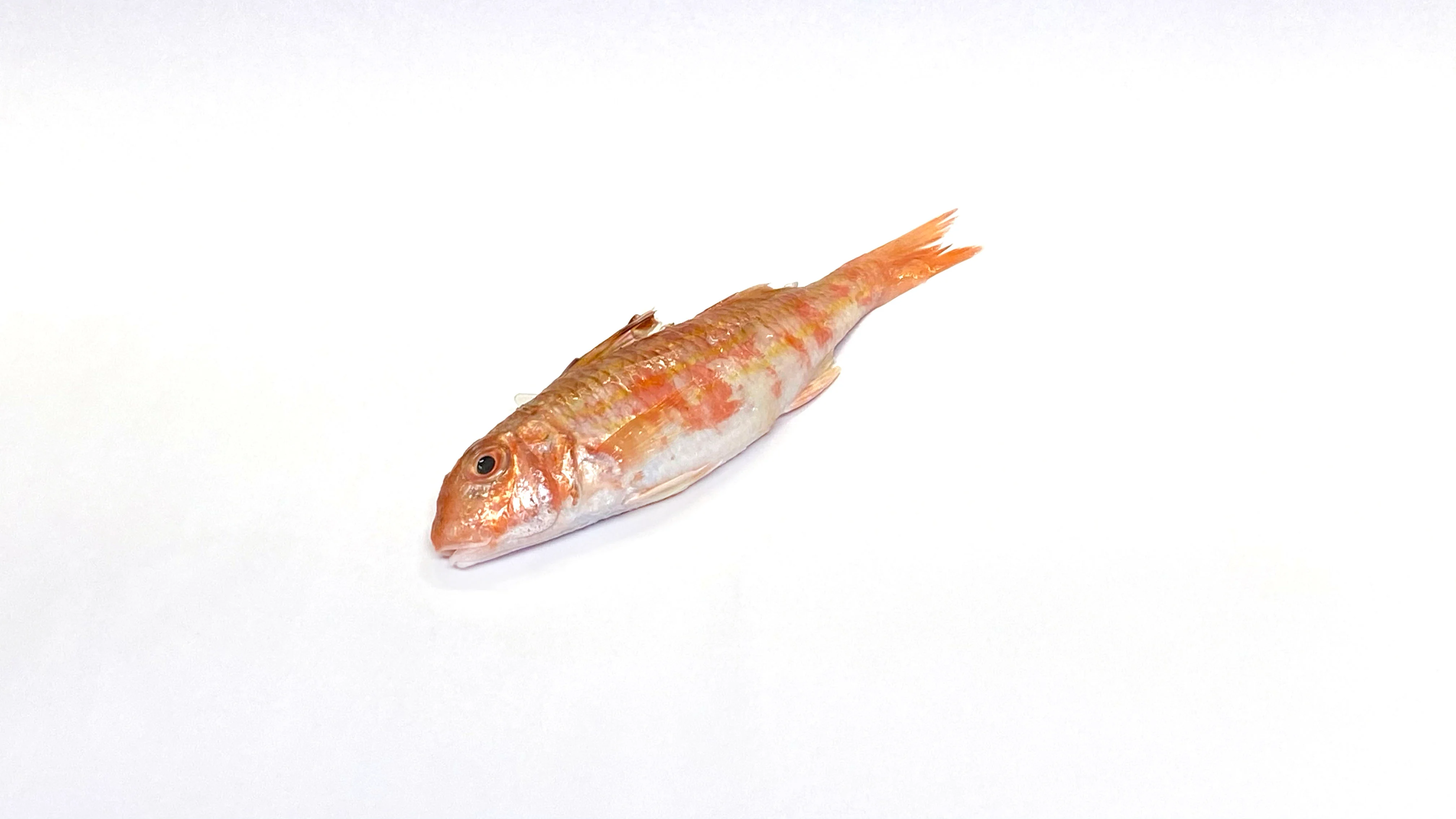 Red Mullet