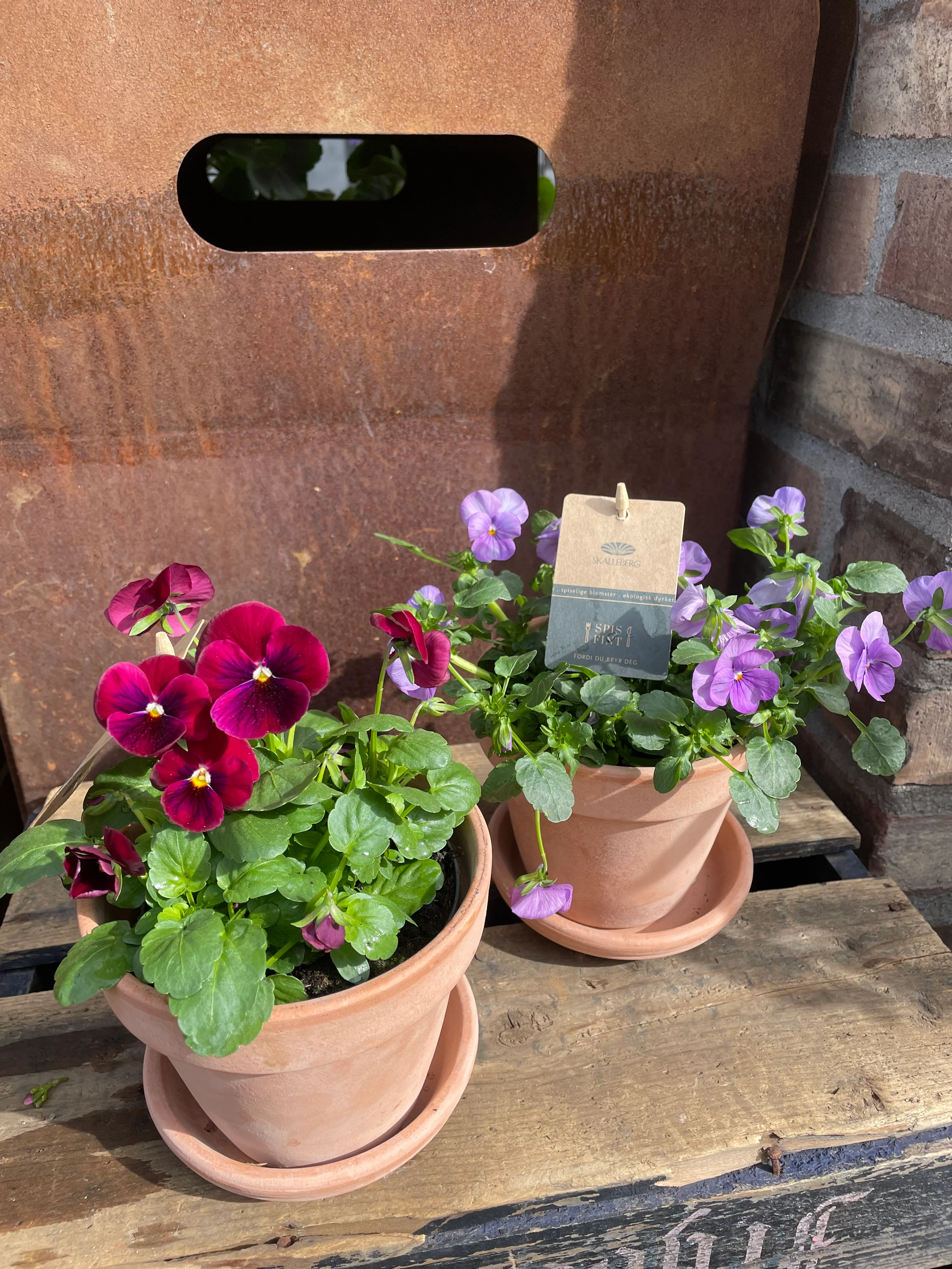 Spiselig stemor (økologisk)